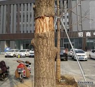 <b>杏鑫平台代理银杏树移植春季易破皮，最佳时节</b>