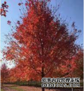 <b>摩登3平台代理上海红枫-红点红枫苗圃基地-老兵</b>
